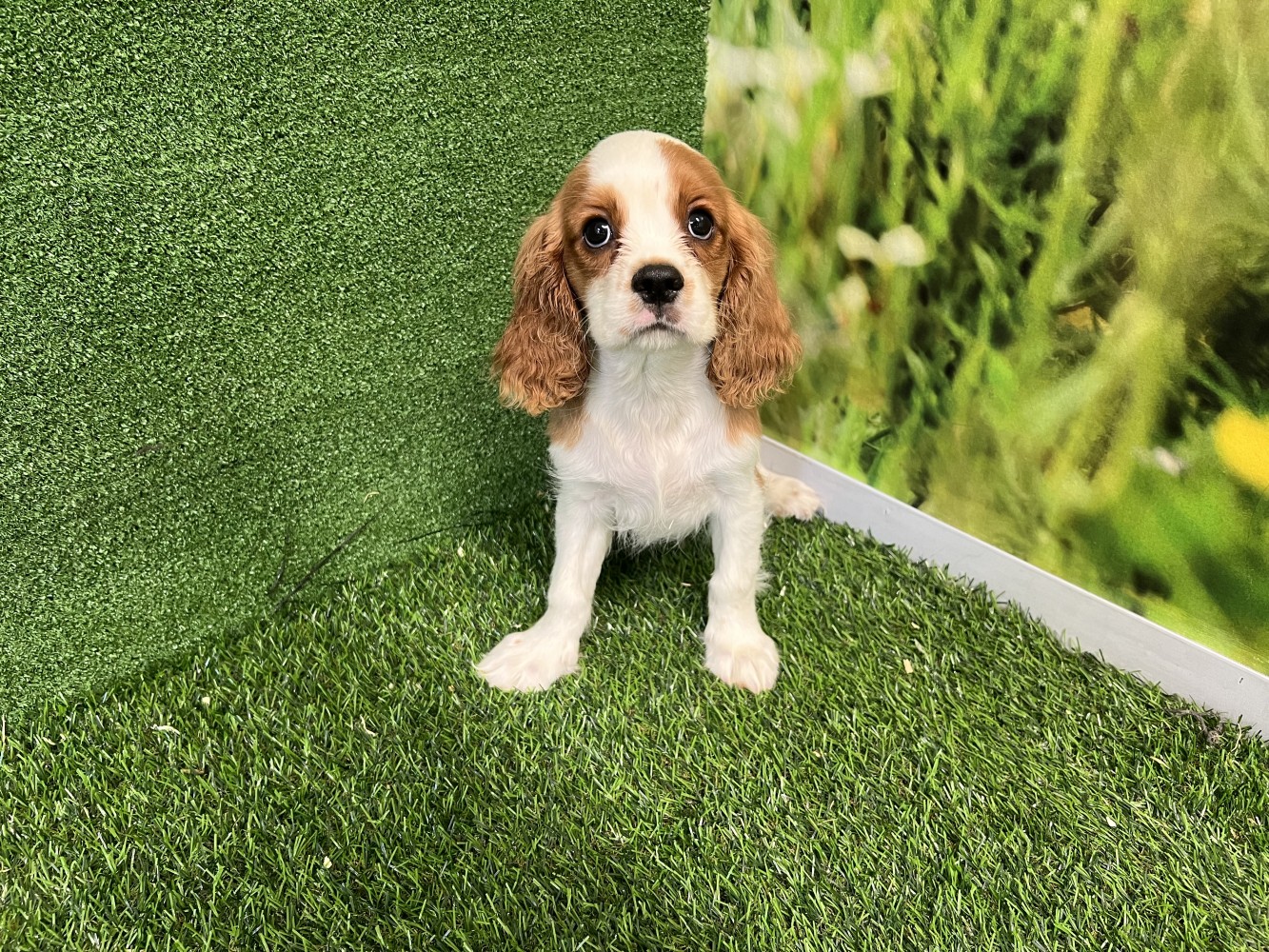 Cavalier King Charles Spaniel reu Puppy te koop 010589102 Cavalier King Charles Spaniel reu Puppy te koop 010589102
